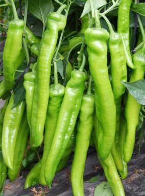 東光專業育苗廠,海興螺絲椒苗\薄皮辣椒苗2026