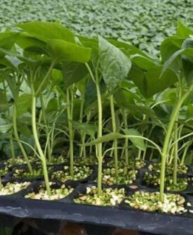 涉縣哪賣線椒苗,邢臺螺絲椒苗子育苗廠2026