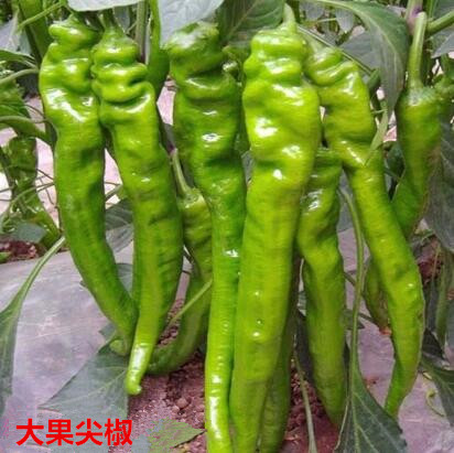 臨城批發螺絲椒苗廠家,內丘大果辣椒苗專業育苗2026