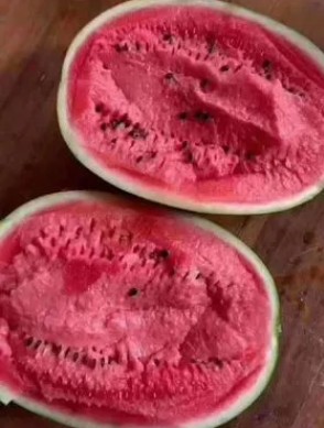 曲陽育2k西瓜苗廠,徐水專業嫁接西瓜苗基地2026