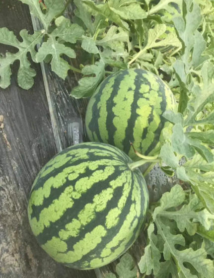 淶源育美都西瓜苗廠,定興嫁接西瓜苗甜王、紅玉、2k