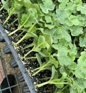 望都育早熟西瓜苗廠,淶水美都、甜王嫁接苗2026