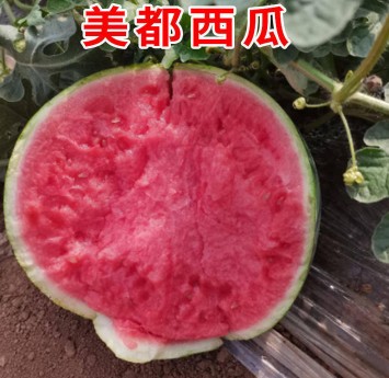 駐馬店哪有賣西瓜嫁接苗,沈丘專業(yè)育西瓜苗廠家2026