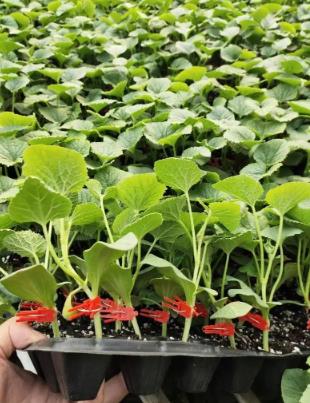 南召哪里賣甜瓜嫁接苗,宛城綠寶甜瓜苗育苗廠2026