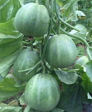 鎮平哪有賣綠寶甜瓜苗,鄧州嫁接羊角蜜甜瓜苗廠2026