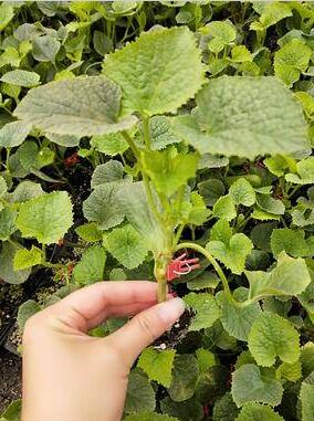 新河哪有育博洋9甜瓜苗,廣宗嫁接綠寶甜瓜苗基地2026