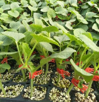 武邑哪有賣綠寶甜瓜苗,武強嫁接羊角蜜甜瓜苗廠2026