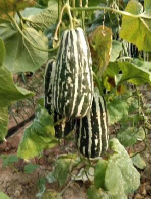 冀州哪里賣甜瓜嫁接苗,白溝綠寶甜瓜苗育苗廠2026