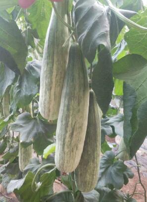 鹽城哪有賣羊角蜜甜瓜苗,高郵嫁接甜瓜苗育苗廠家