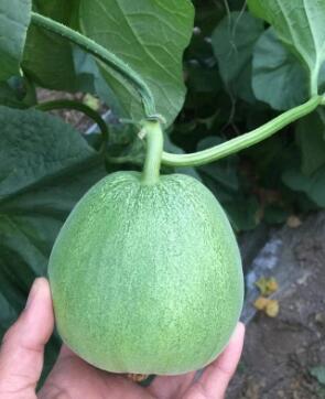 響水哪有賣綠寶甜瓜苗,濱海嫁接羊角蜜甜瓜苗廠2026