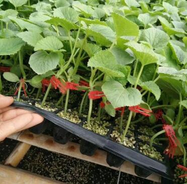 建湖哪里賣甜瓜苗,東臺育嫁接綠寶\羊角蜜甜瓜苗廠2026