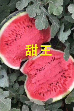 太倉哪有育美都西瓜苗,南通賣嫁接西瓜苗廠家2026