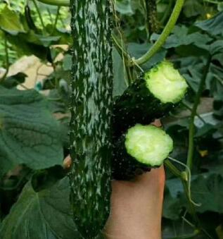 魯山哪有育強雌黃瓜苗,平頂山批發黃瓜苗基地2026