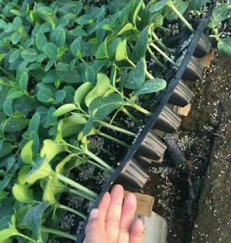 舞鋼哪里批發黃瓜苗,葉縣育強雌、油亮黃瓜苗基地