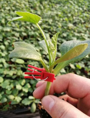 德州哪有育美都西瓜苗的,樂陵嫁接西瓜苗廠家2026