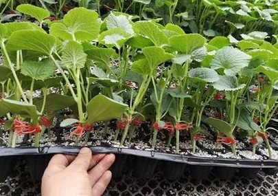 煙臺哪有育嫁接西瓜苗,龍口甜王\美都西瓜苗育苗廠2026