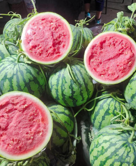 蓬萊哪有育美都西瓜苗,招遠賣嫁接西瓜苗廠家2026