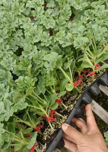 膠州哪有賣西瓜苗,即墨嫁接美都西瓜苗育苗廠2026