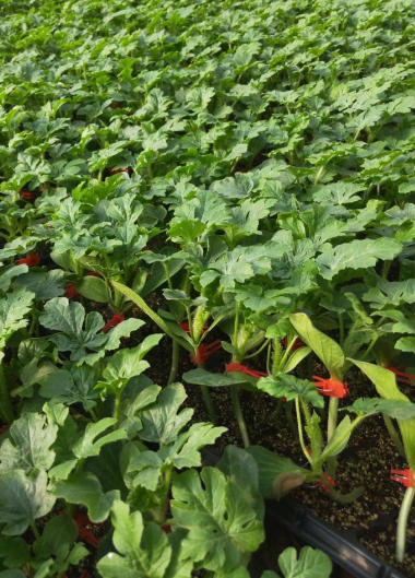 平度哪有育美都西瓜苗的,膠南嫁接西瓜苗廠家2026